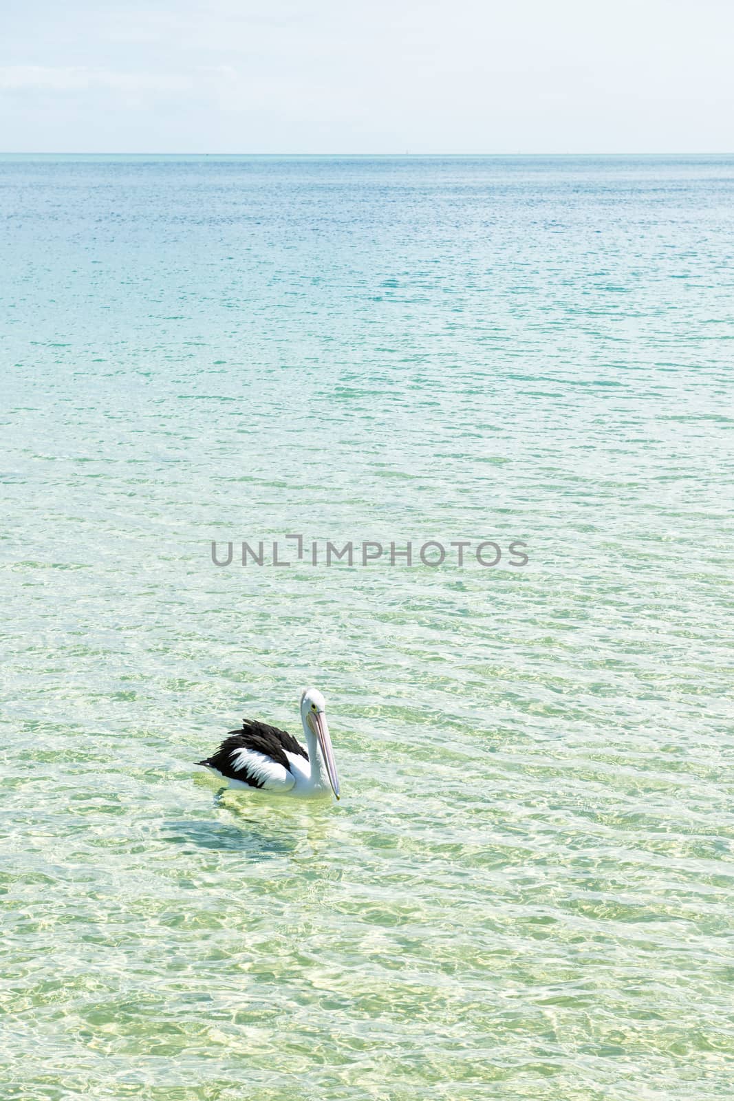 Pelican swimming in the water during the day at Tangalooma Island in Queensland on the west side of Moreton Island.