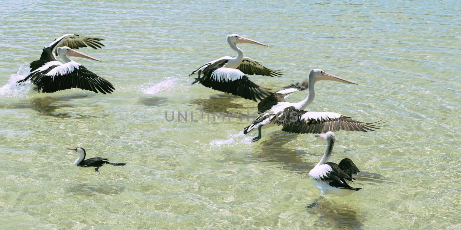 Pelicans swimming in the water by artistrobd
