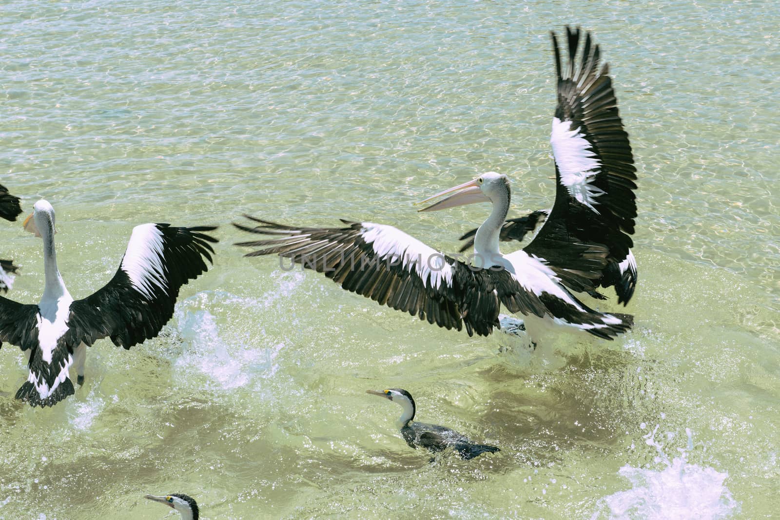 Pelicans swimming in the water during the day at Tangalooma Island in Queensland on the west side of Moreton Island.