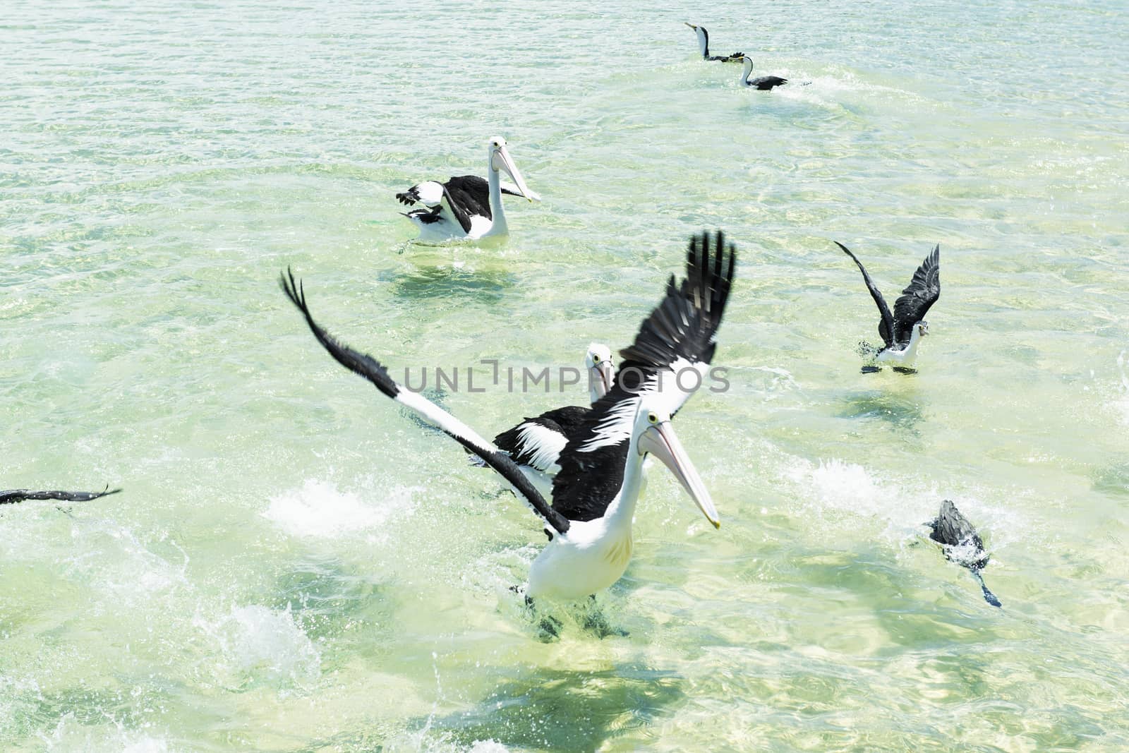 Pelicans swimming in the water during the day at Tangalooma Island in Queensland on the west side of Moreton Island.