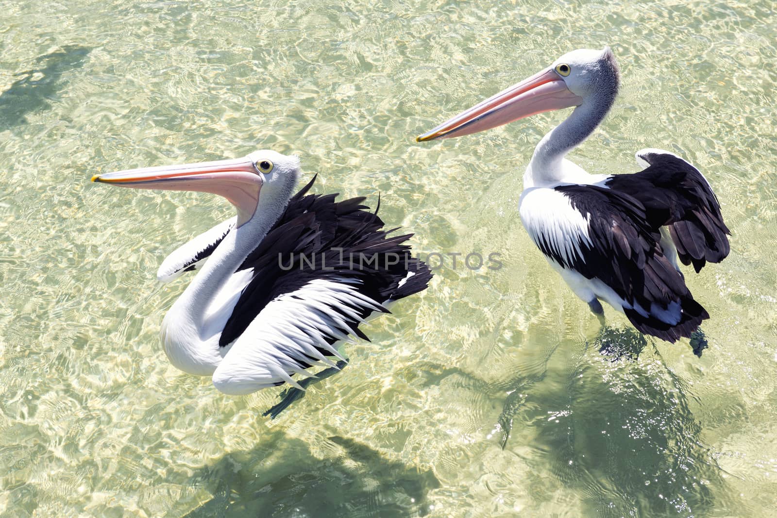 Pelicans swimming in the water during the day at Tangalooma Island in Queensland on the west side of Moreton Island.