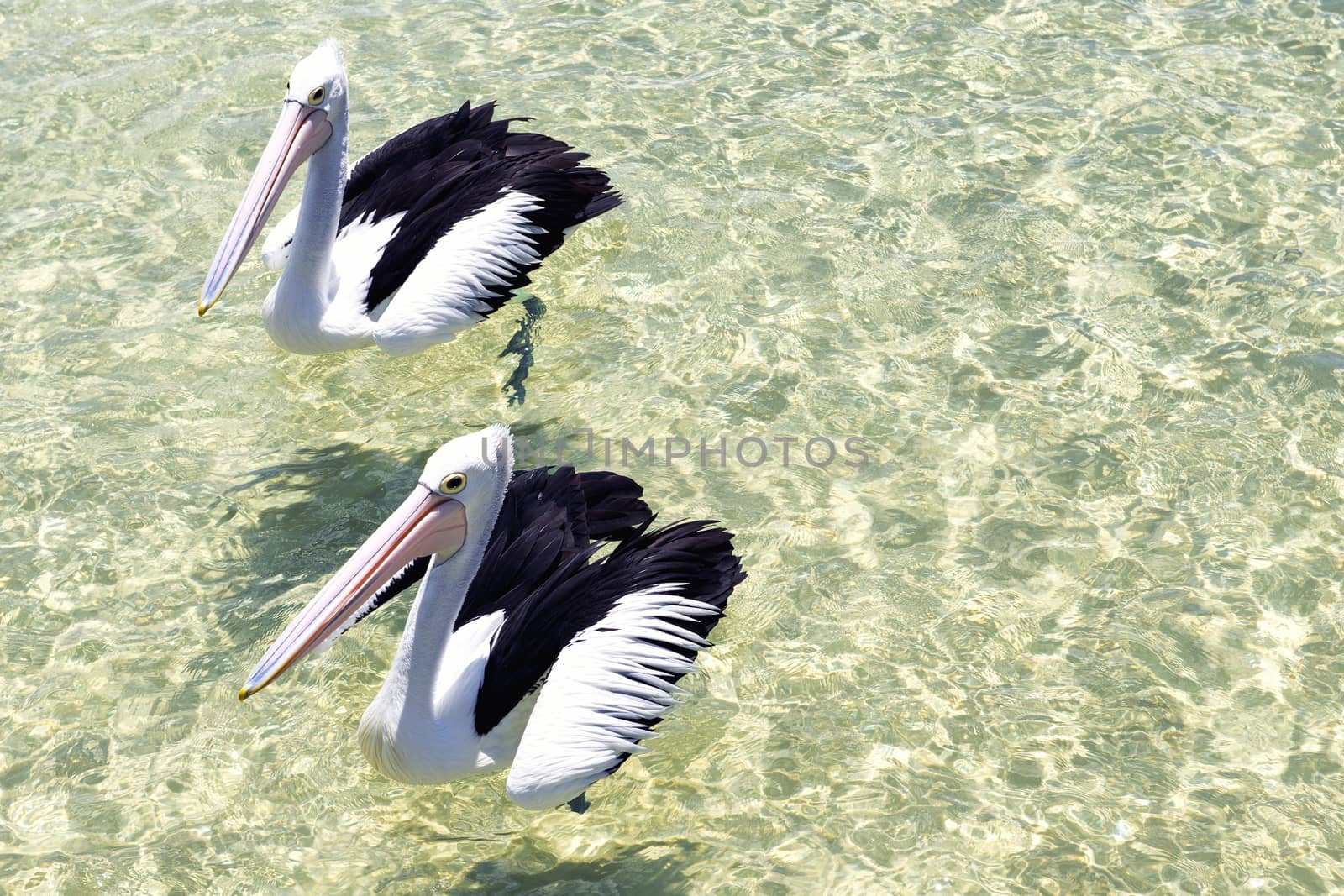 Pelicans swimming in the water during the day at Tangalooma Island in Queensland on the west side of Moreton Island.