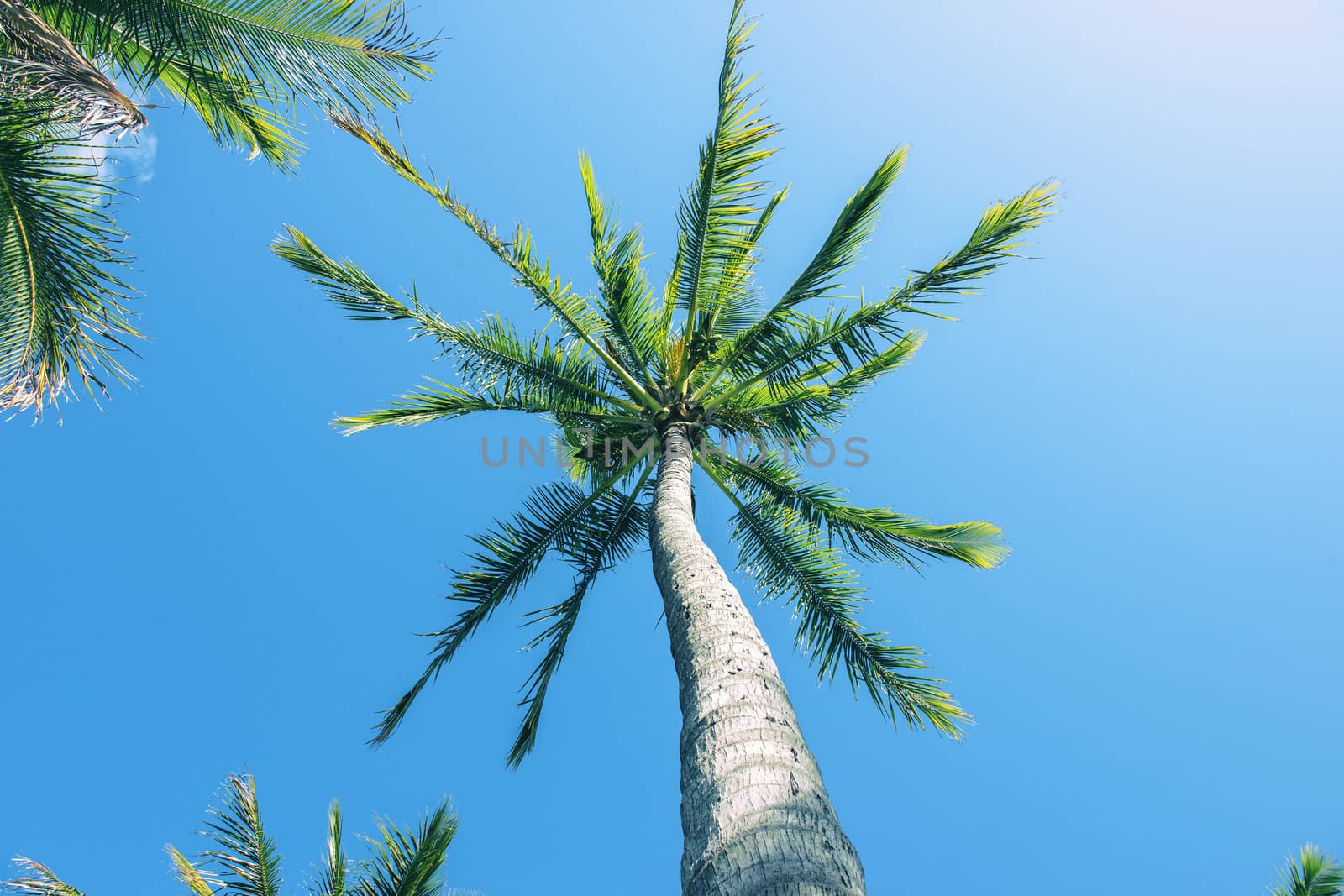 Palm tree on the beach during a bright day