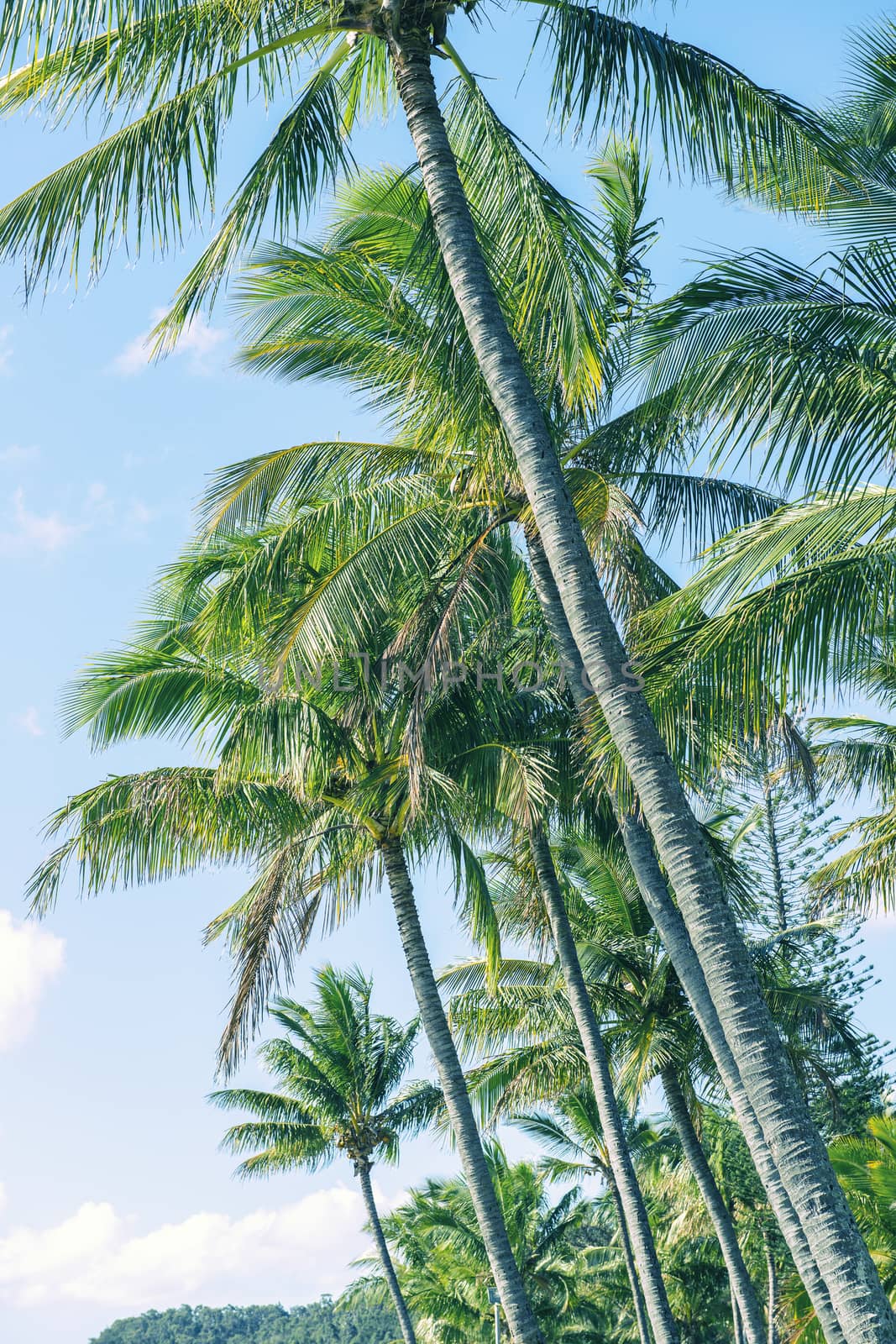 Palm tree on the beach during a bright day