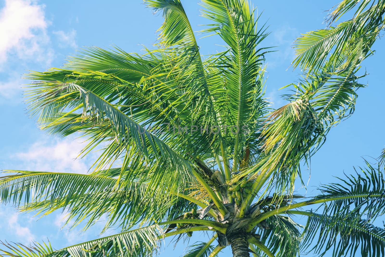 Palm tree on the beach during a bright day