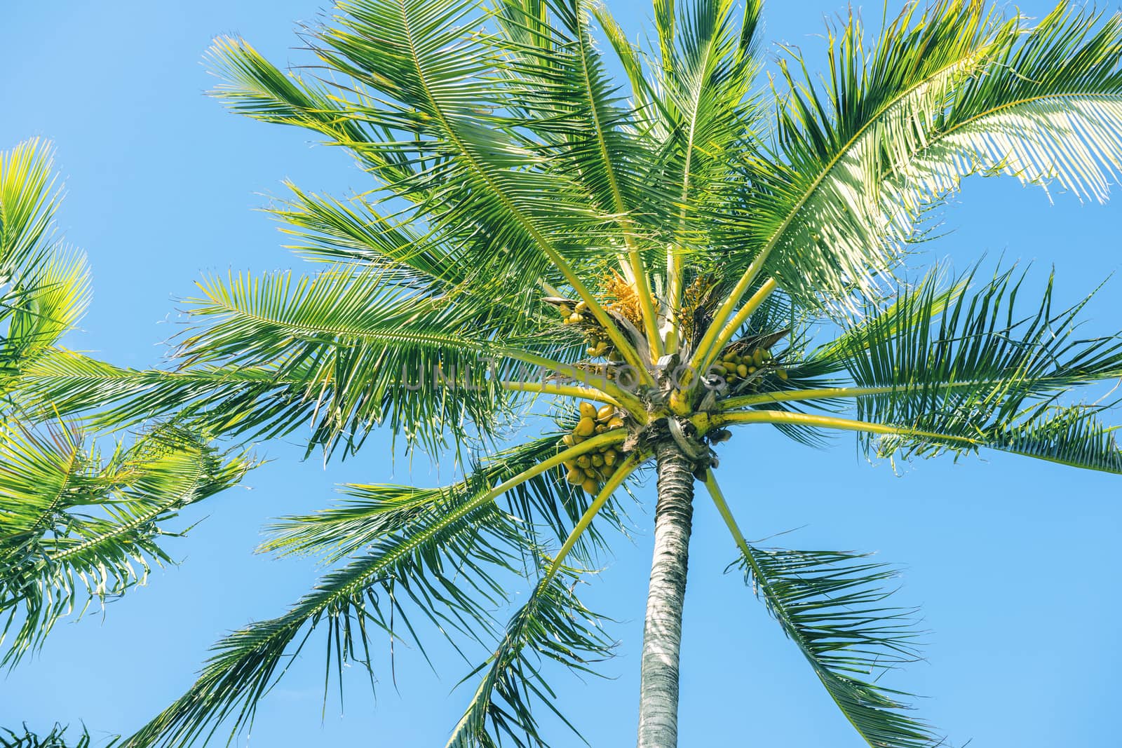 Palm tree on the beach during a bright day