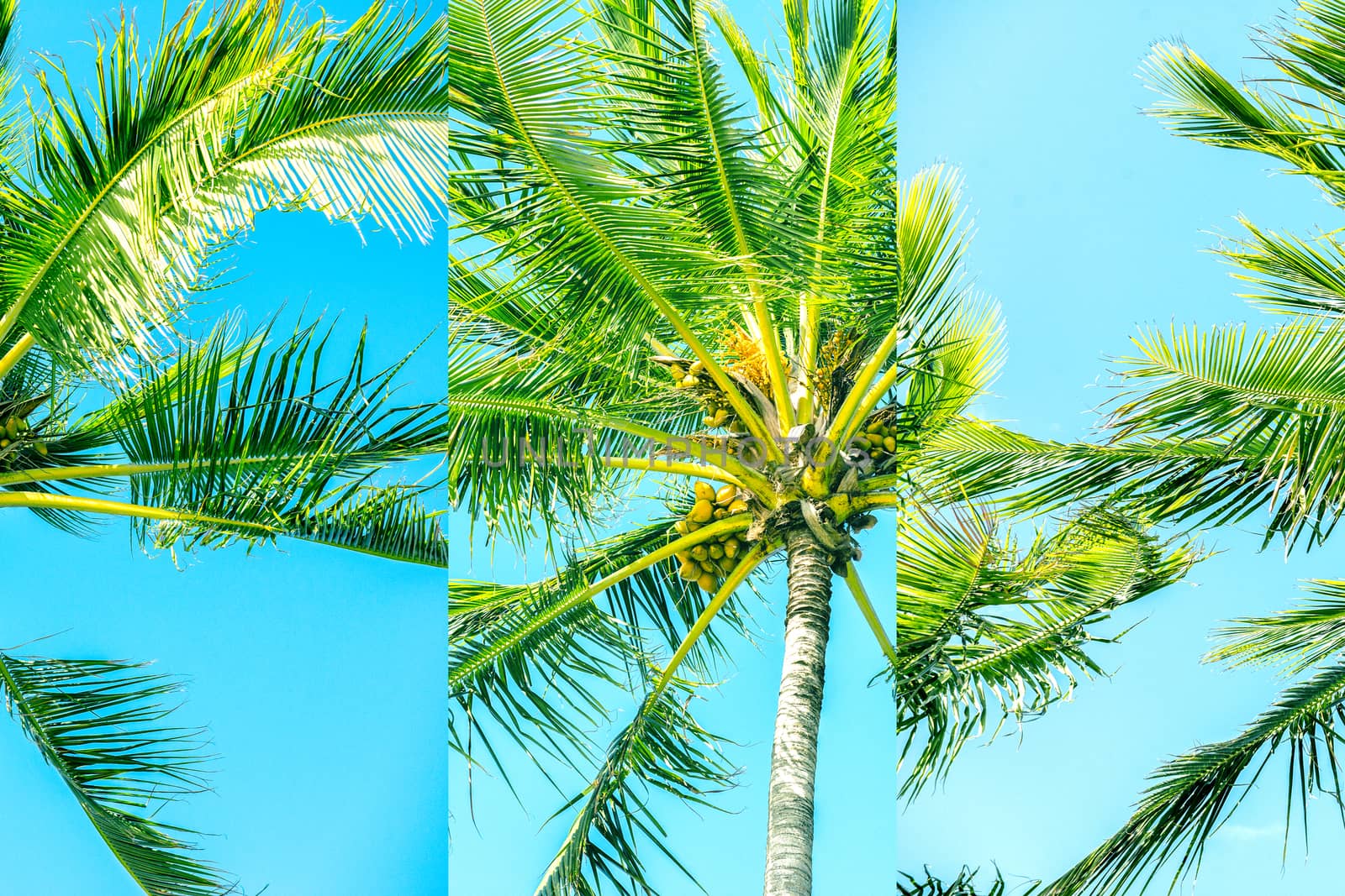 Palm tree on the beach during a bright day. Highly saturated image with a multi panel effect.