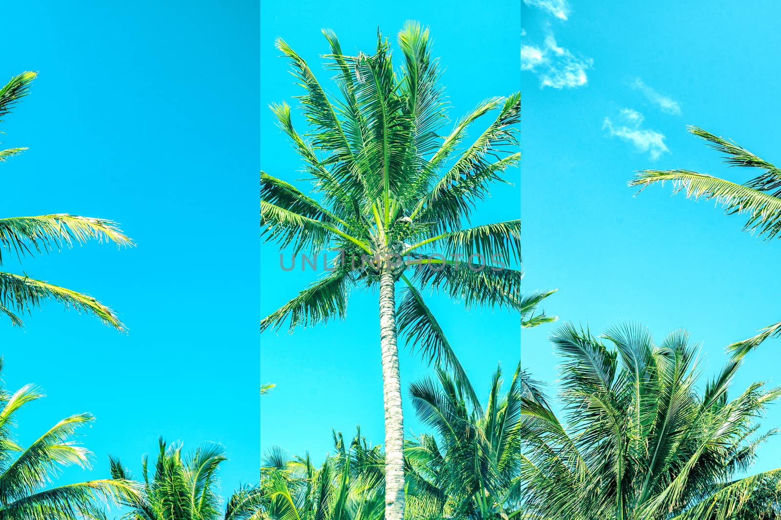 Palm tree on the beach during a bright day. Highly saturated image with a multi panel effect.