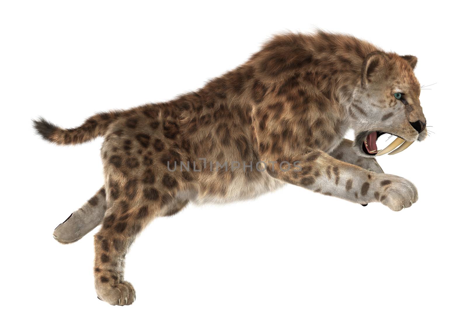 3D digital render of a big cat sabertooth isolated on white background