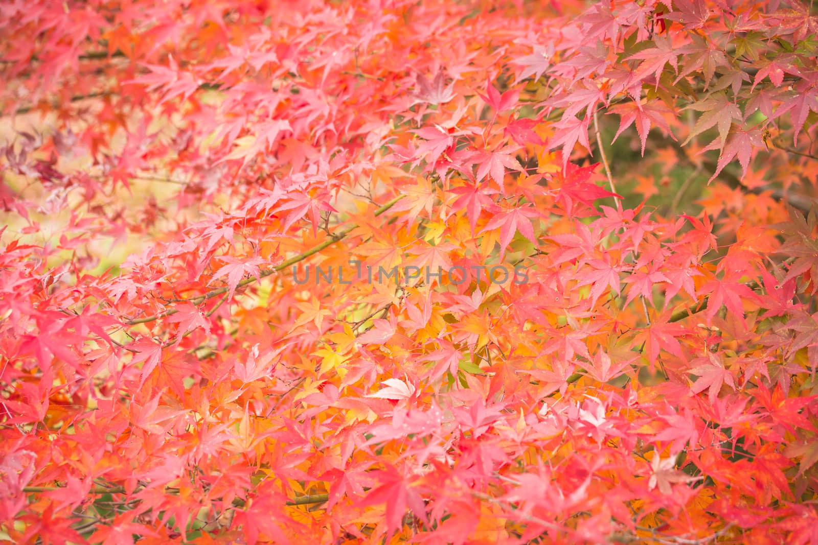 Leaf maple on tree in autumn, Leaf maple background by powerbeephoto