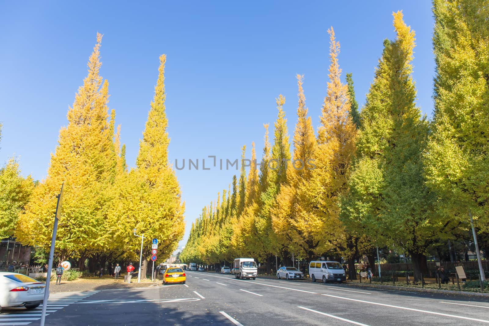 TOKYO, JAPAN - NOVEMBER 21 Icho Namiki Street in Tokyo, Japan on November 21, 2014 The street nearby Meiji Jingu Gaien that has beautiful Ginkgo along the length of the street in autumn