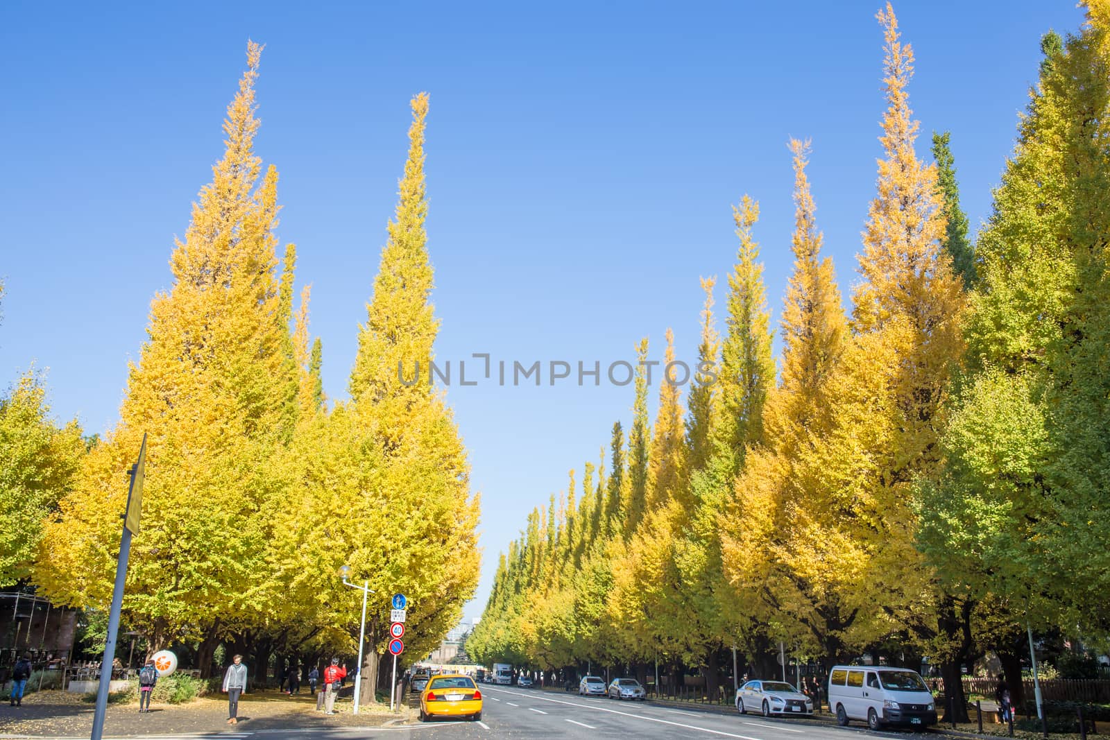 TOKYO, JAPAN - NOVEMBER 21 Icho Namiki Street in Tokyo, Japan on by powerbeephoto