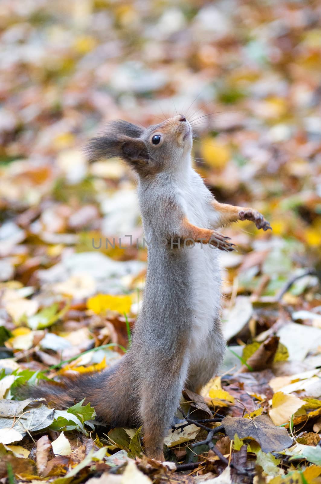 The photograph shows a squirrel on the tree