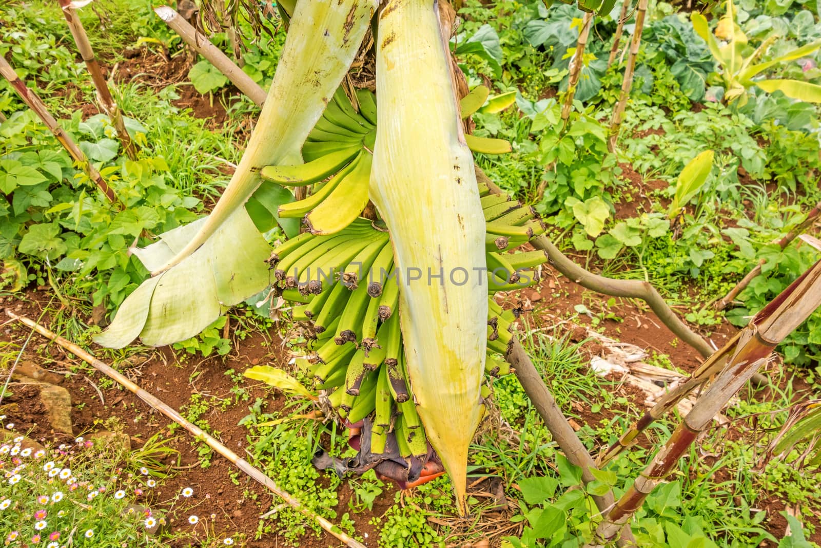 Banana bush on the island of Madeira