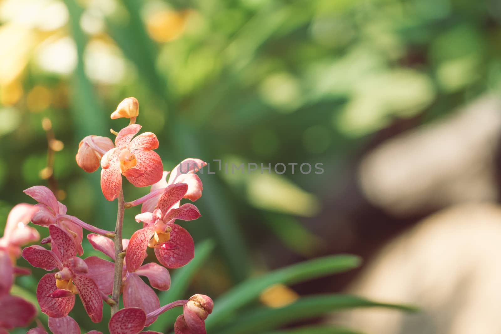 Beautiful blooming orchids in forest, On the bright sunshine