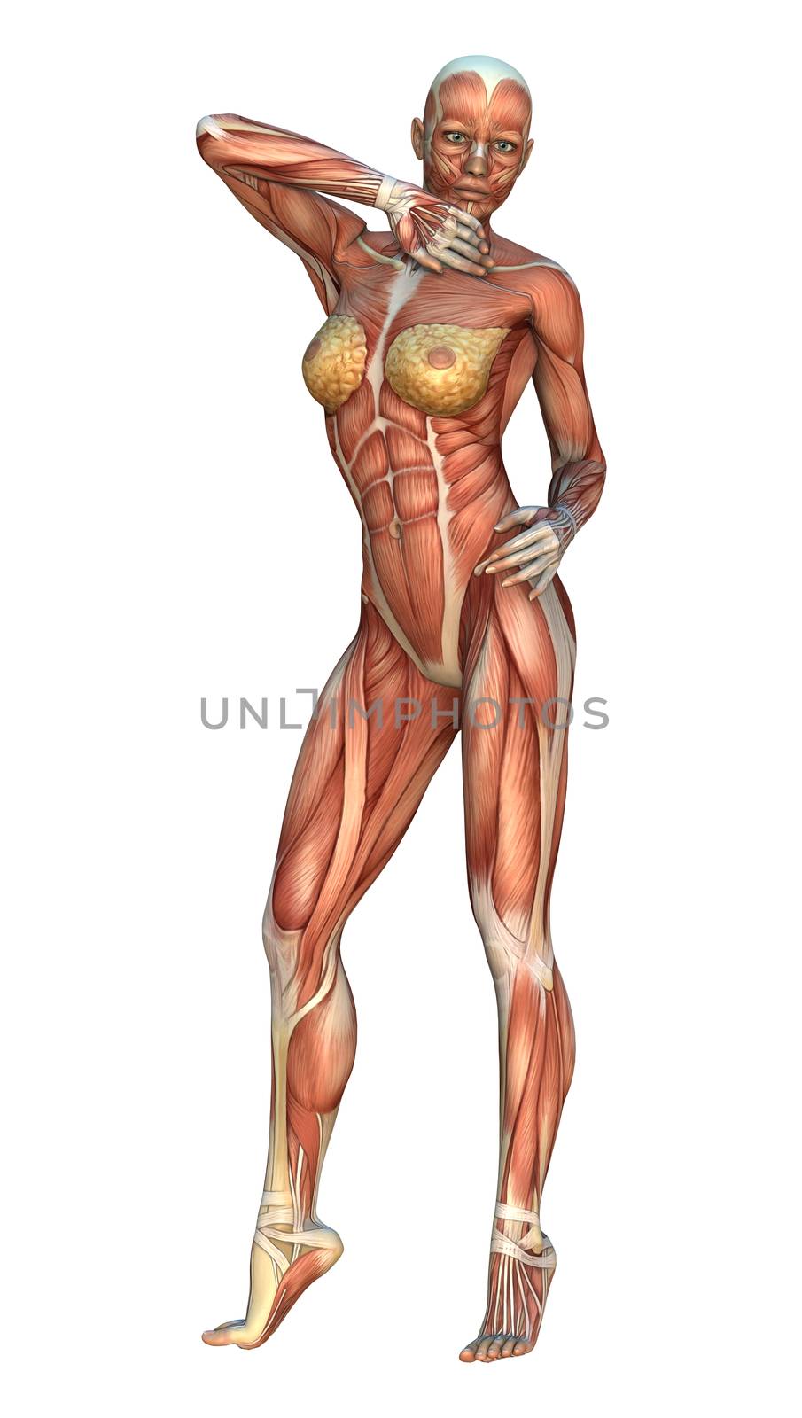 3D digital render of a female figure with muscle maps isolated on white background