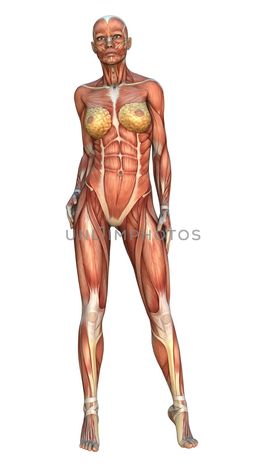 3D digital render of a female figure with muscle maps position isolated on white background