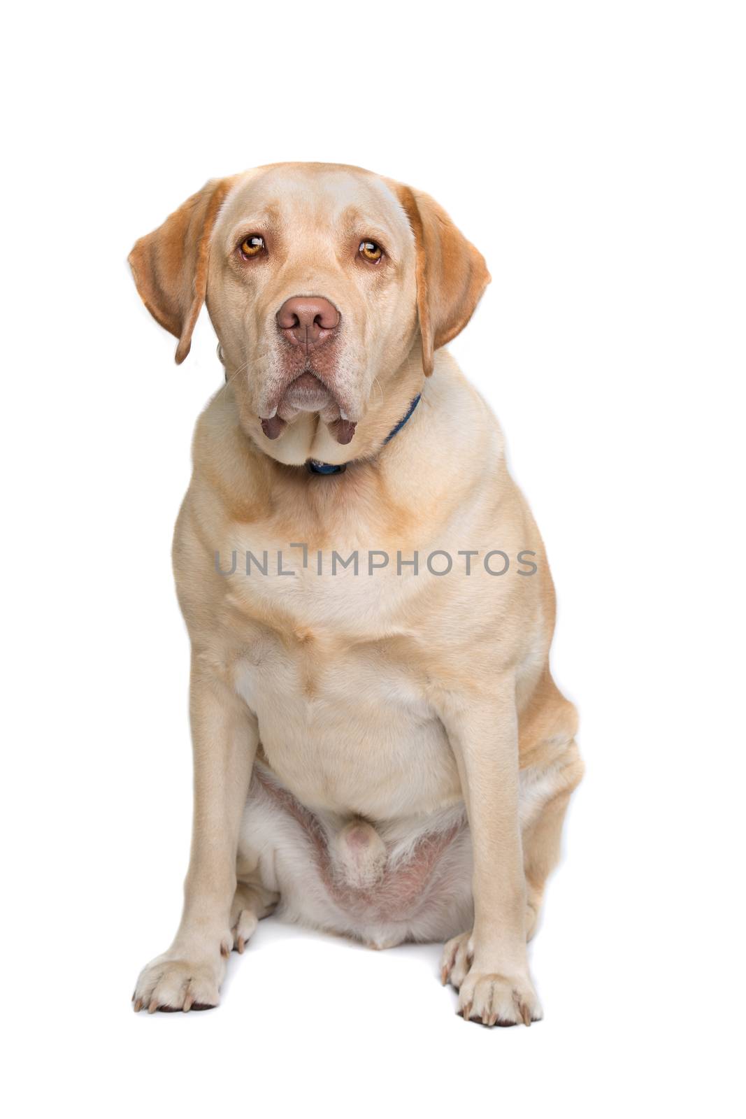 Labrador sitting in front of a white background