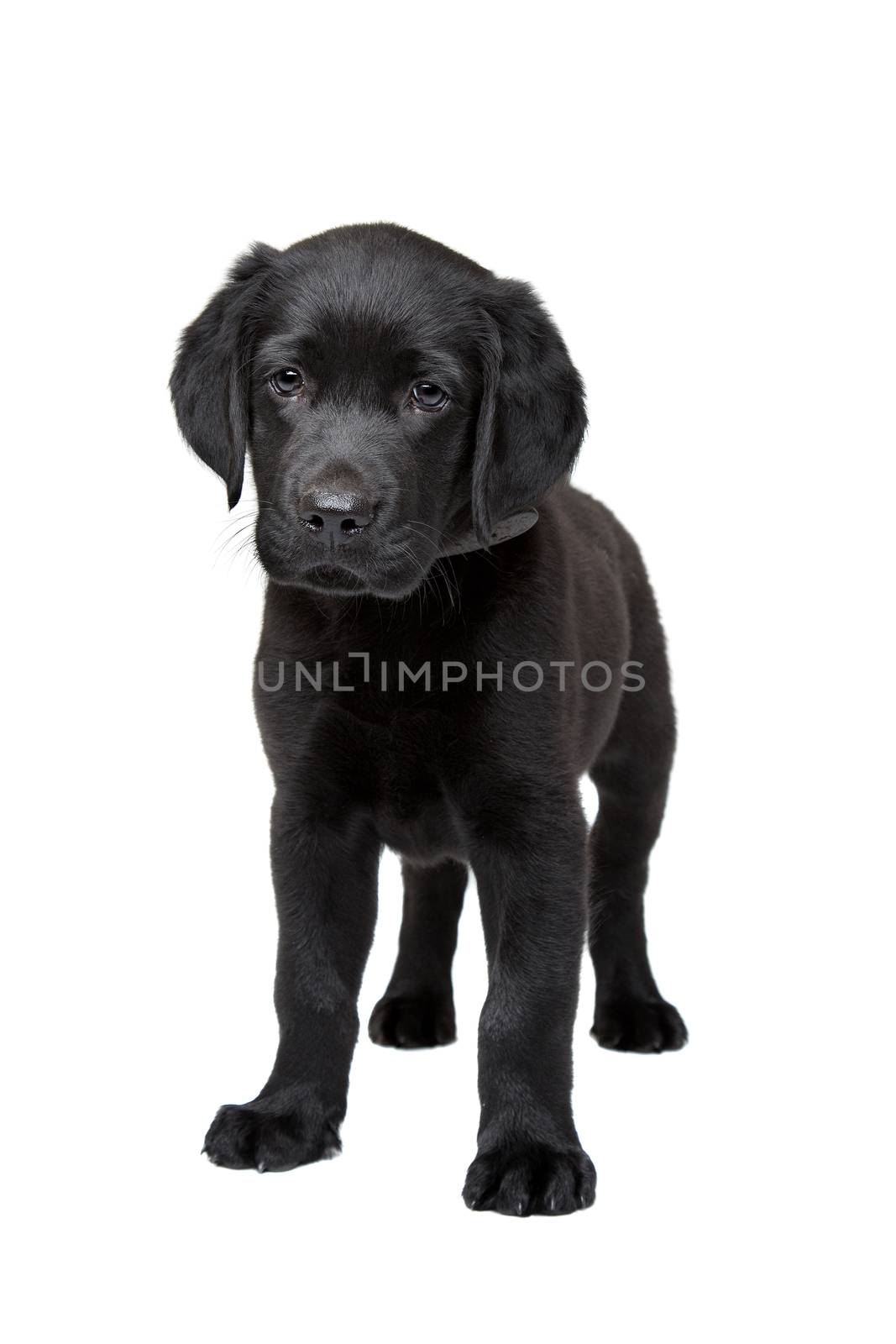 black Labrador puppy by eriklam