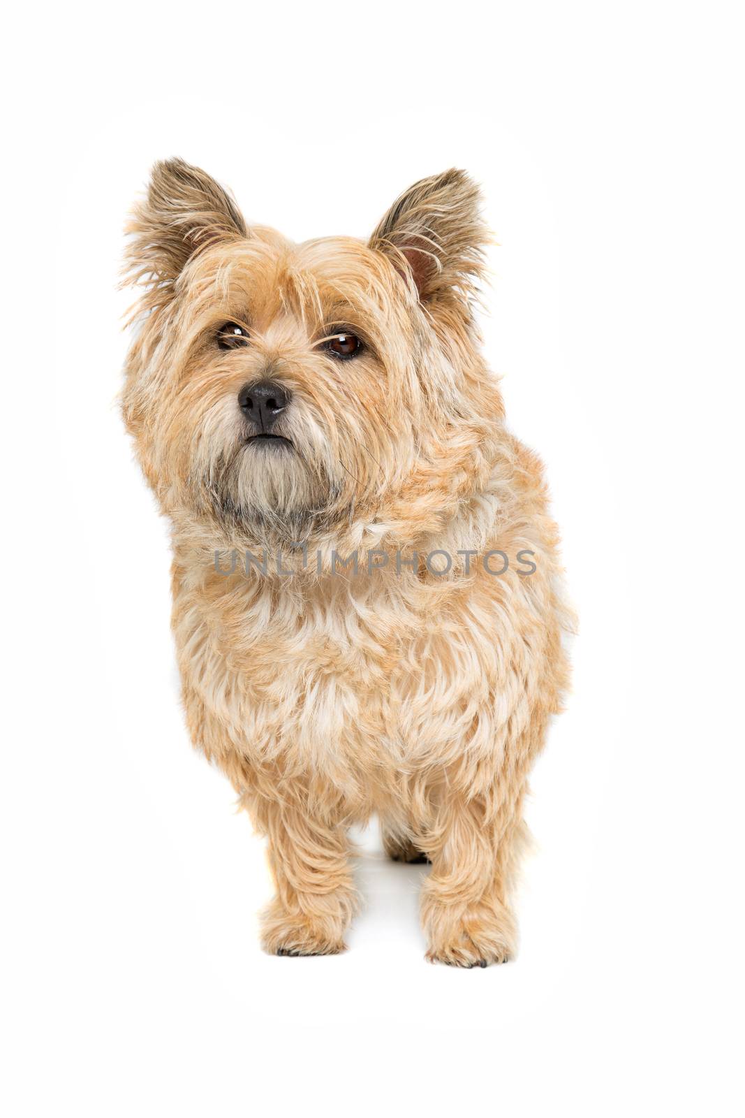 Cairn Terrier in front of a white background