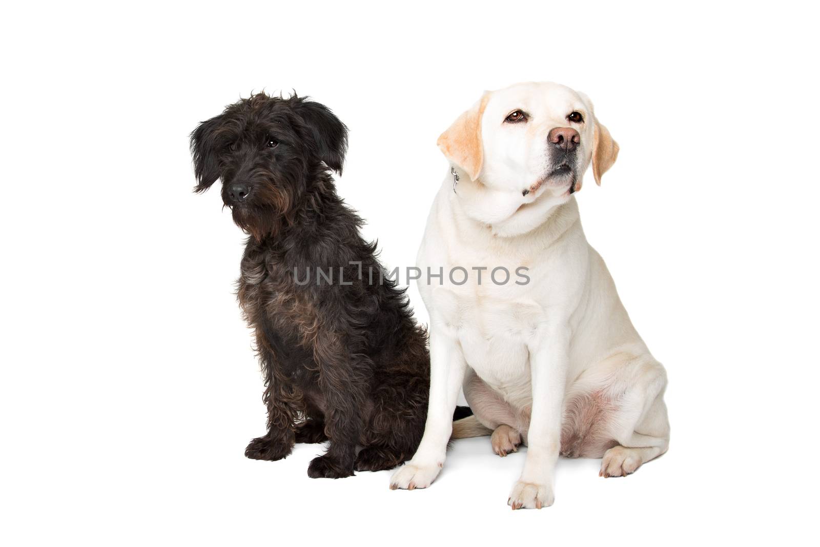 Labrador and a black fluffy dog sitting in front of a white background