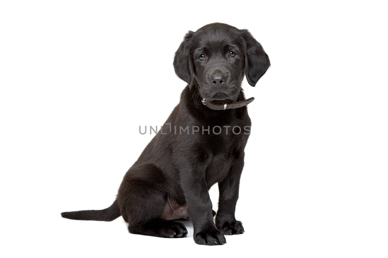 black Labrador puppy sitting in front of a white background