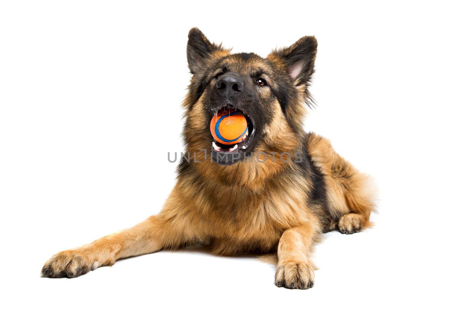German shepherd chewing an orange ball in front of a white background