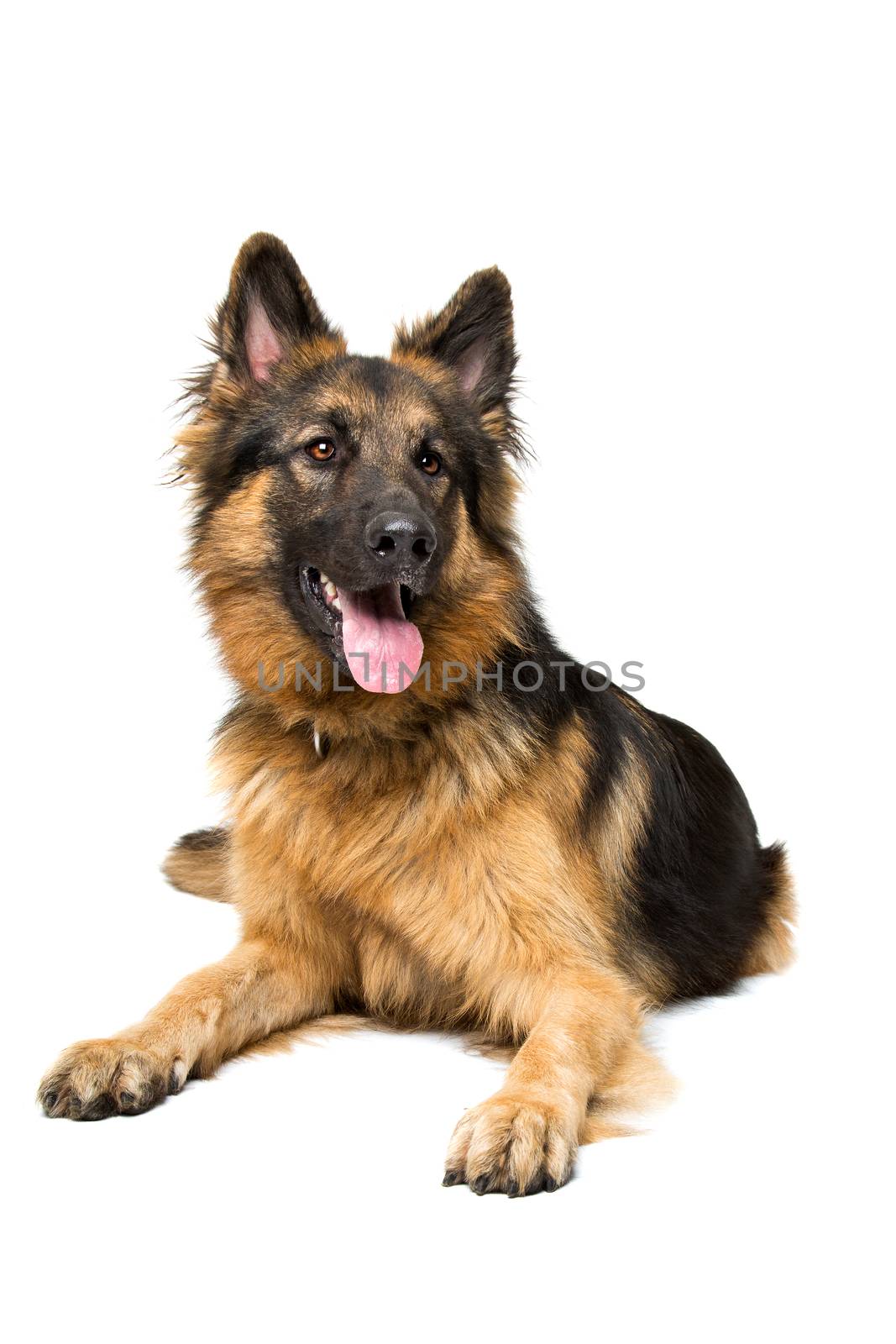 German shepherd dog by eriklam