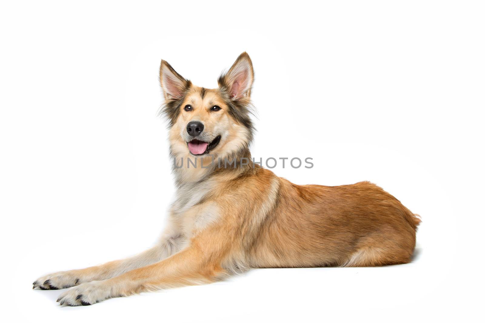 mixed breed shepherd dog lying in front of a white background