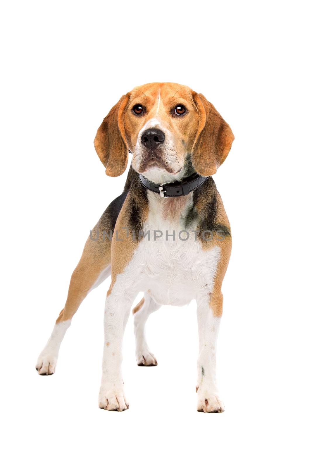 beagle dog standing in front of a white background