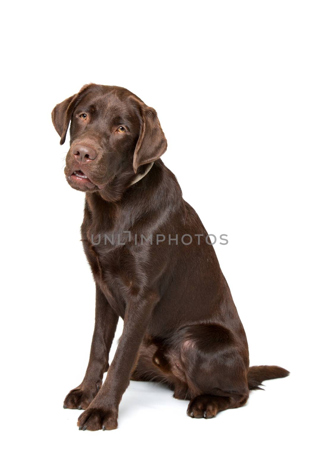Chocolate Labrador dog by eriklam