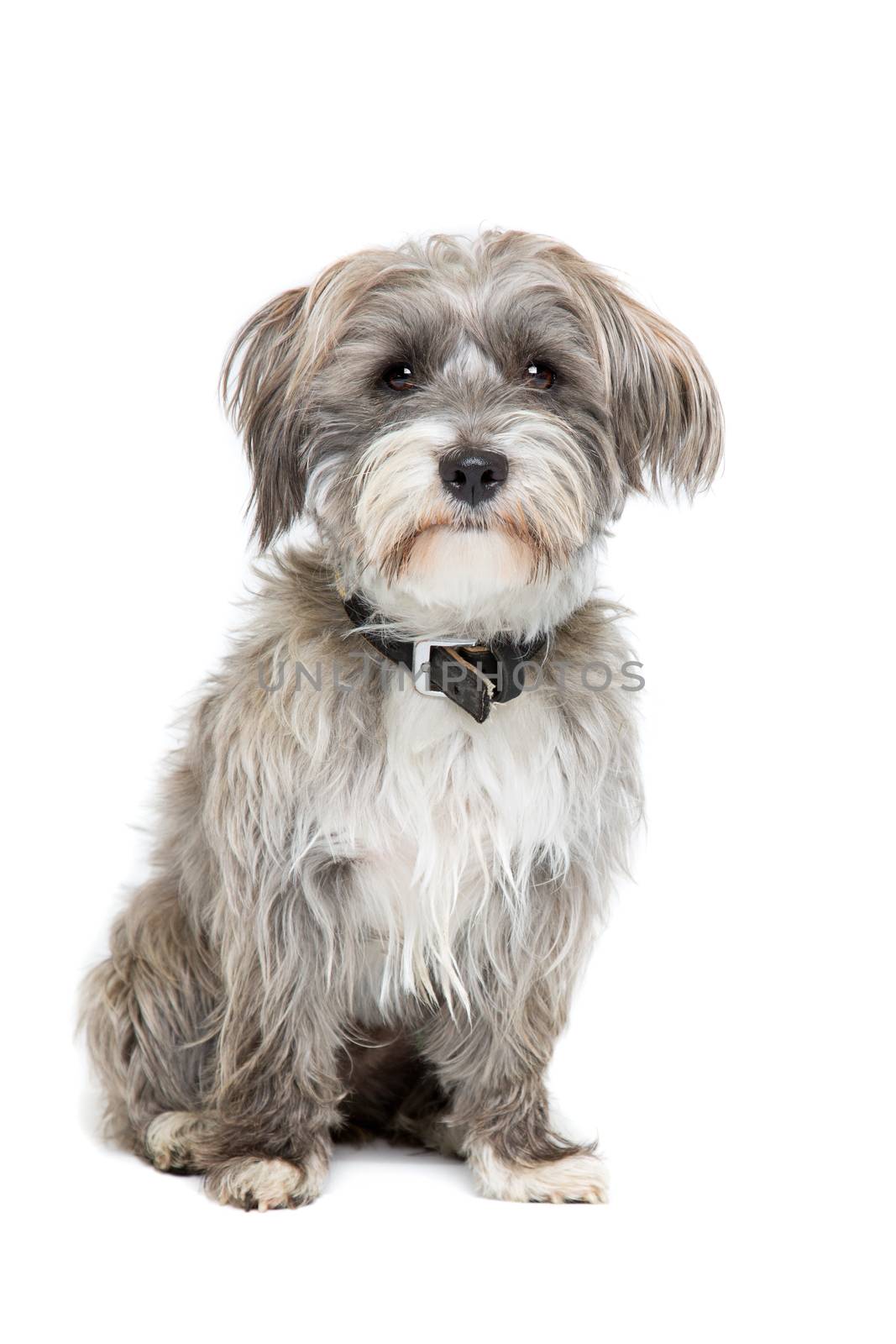 grey and white mixed breed dog in front of a white background