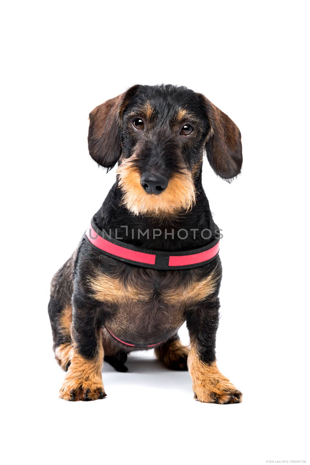 Dachshund Wirehaired