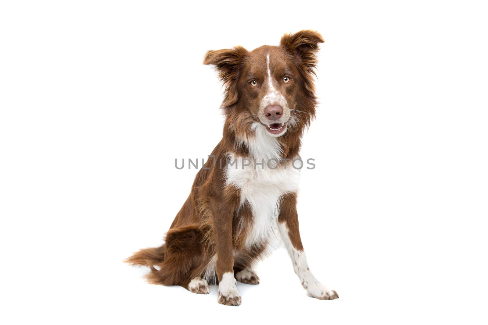 brown and white border collie dog sitting on front of a white background
