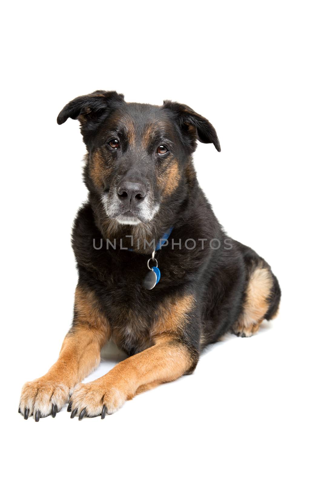 mixed breed old dog laying in front of a white background