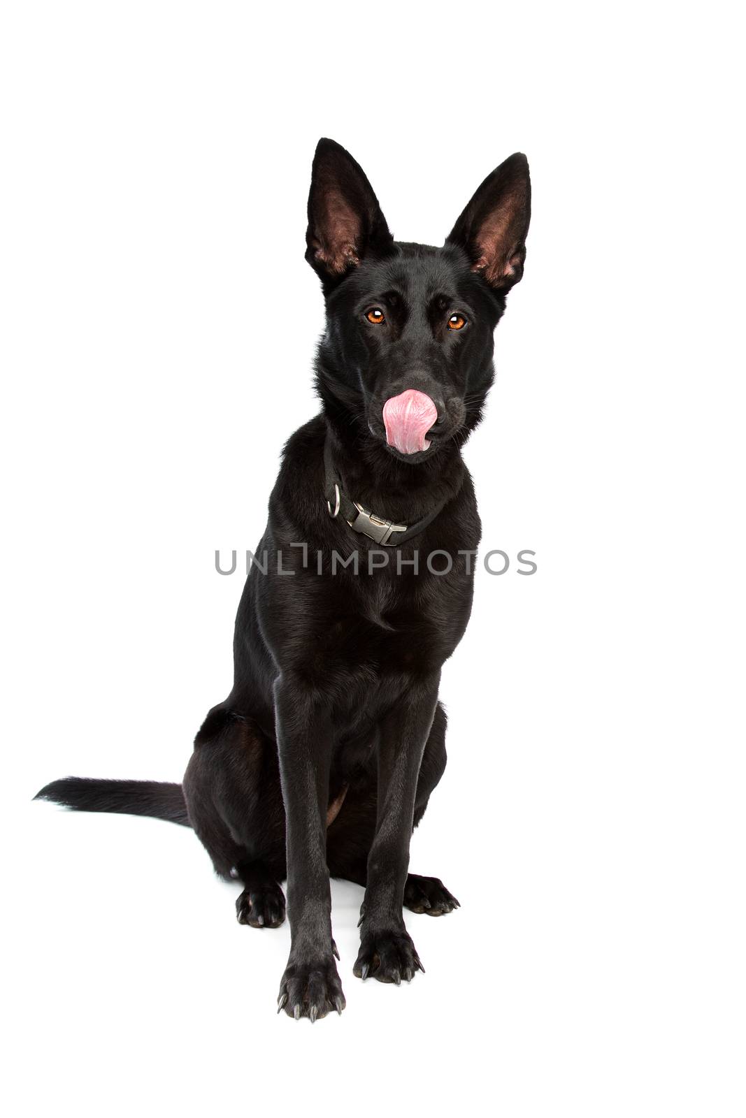 black short haired shepherd in front of a white background