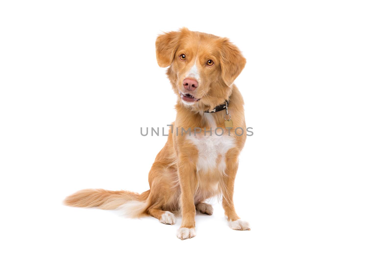 Nova Scotia Duck Tolling Retriever sitting in front of a white background
