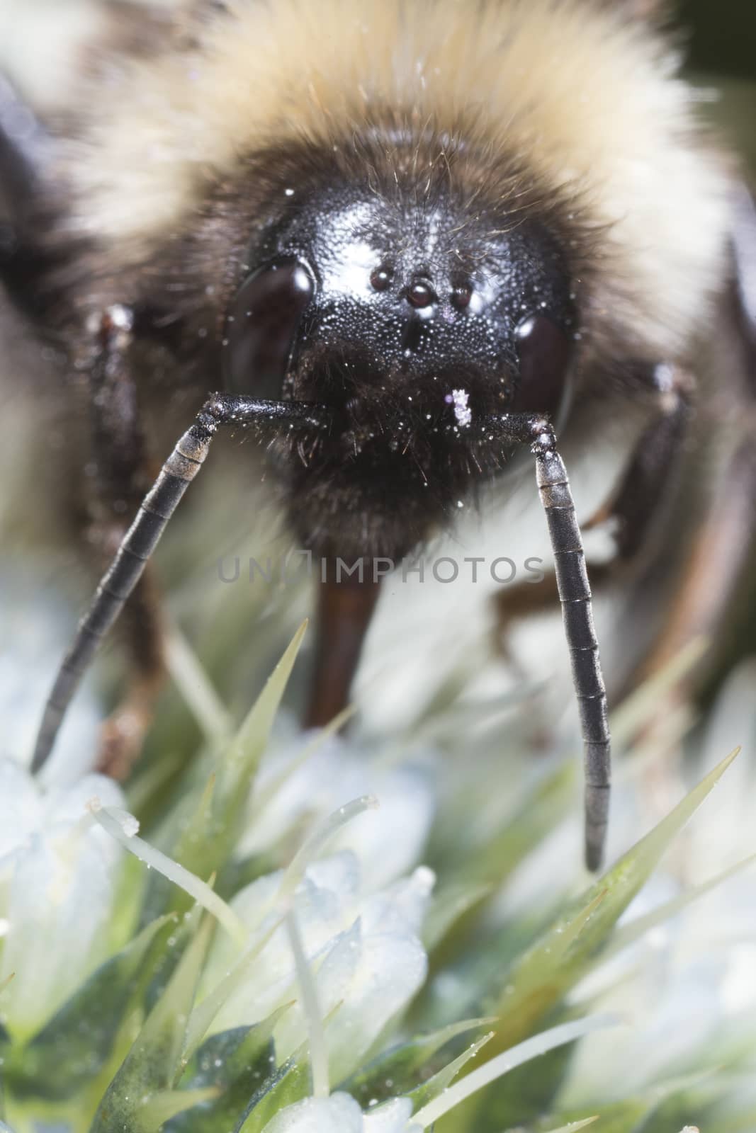 Macro of a honey bee, extrem close up