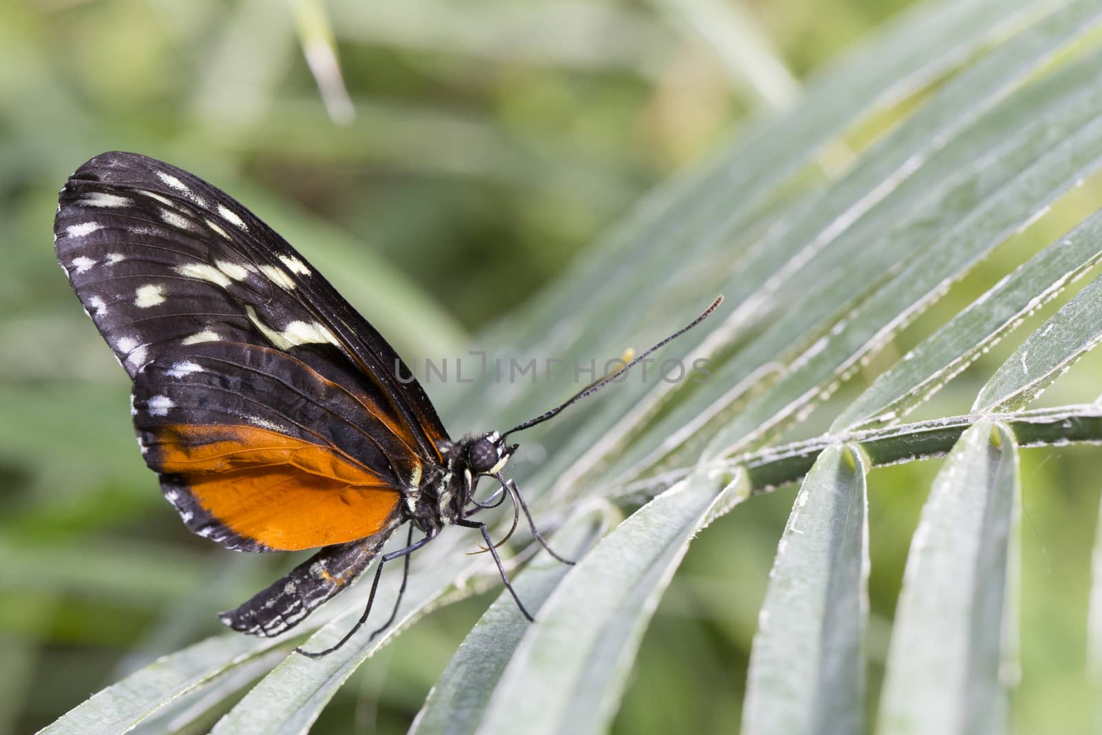 Newly emerged Butterfly sitting on a large leaf