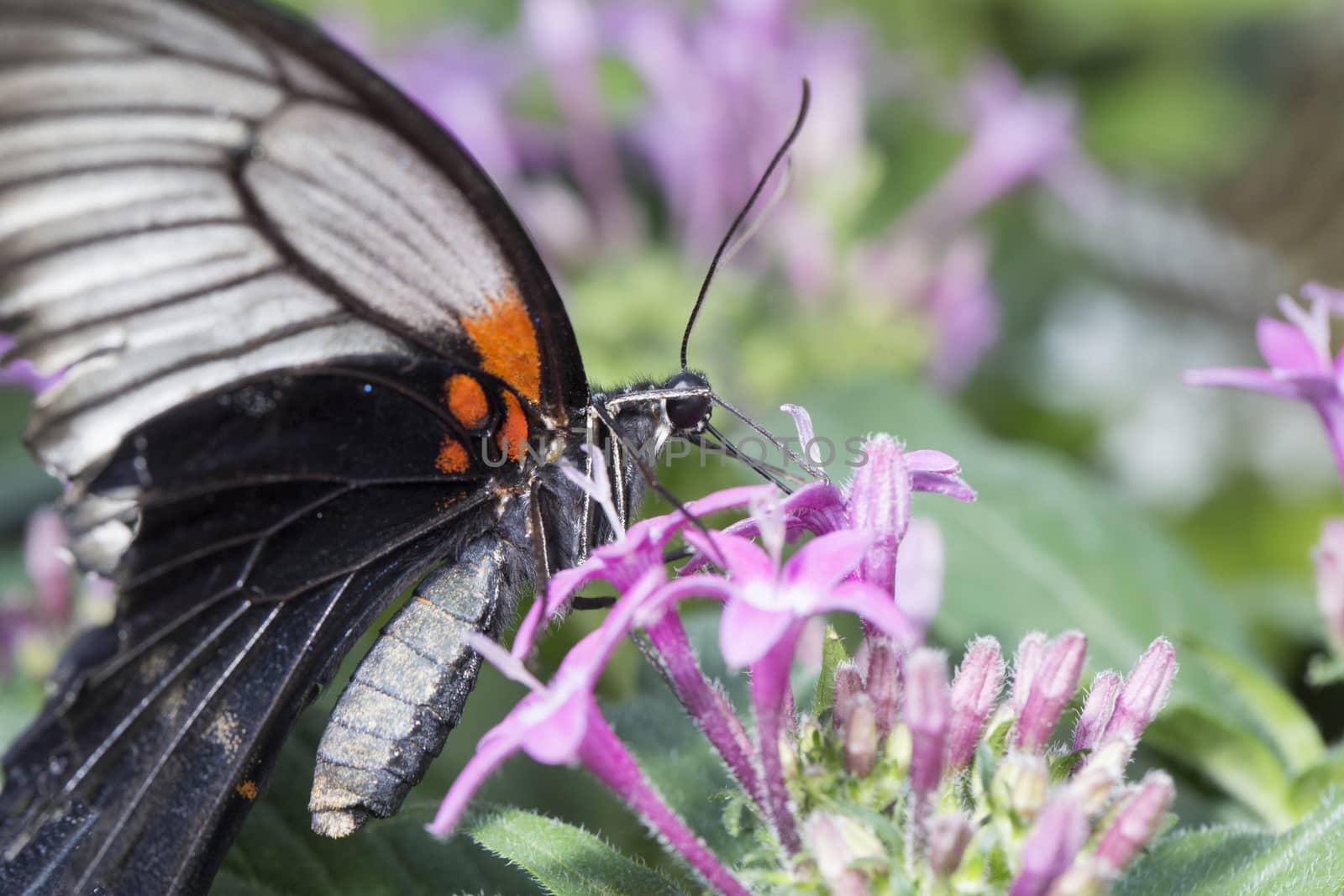 Butterfly taking nector from a purple plant