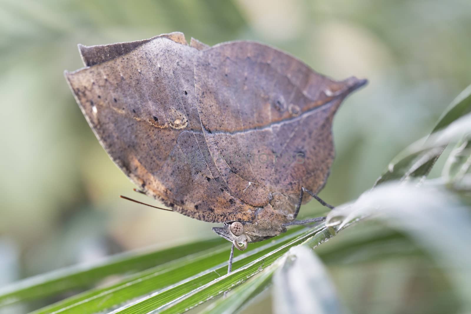 Indian Leaf Butterfly by mattkusb