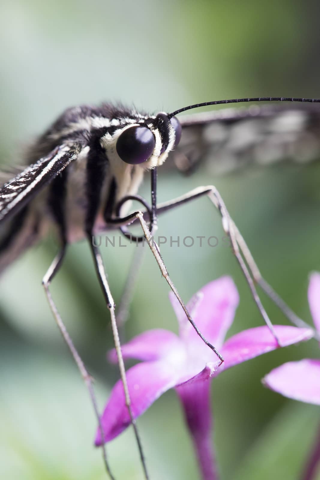 Closeup butterfly by mattkusb