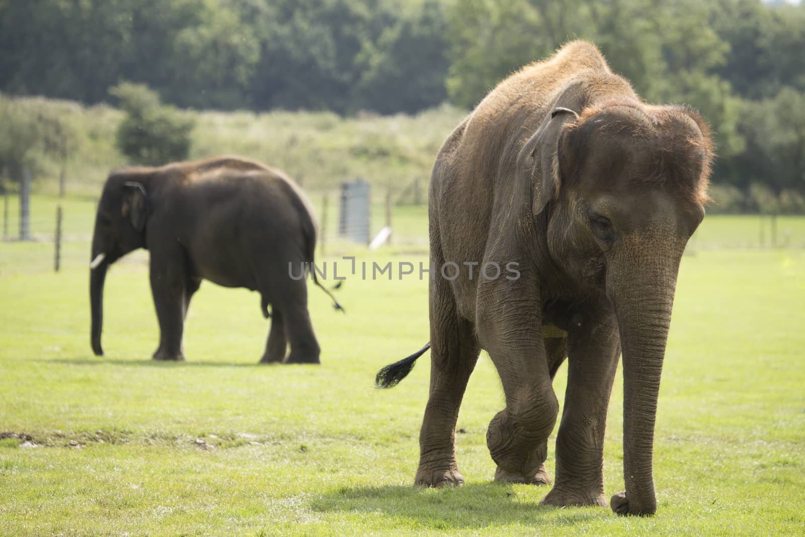 Elephant walking on grass