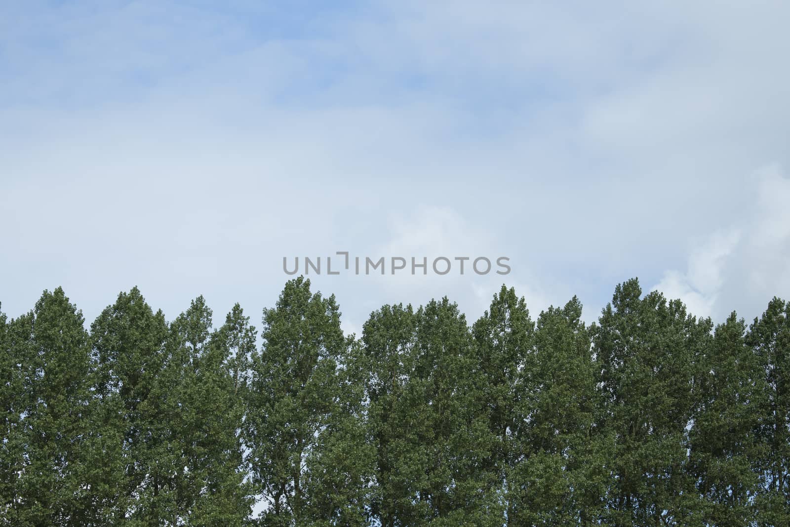 Tree line and sky