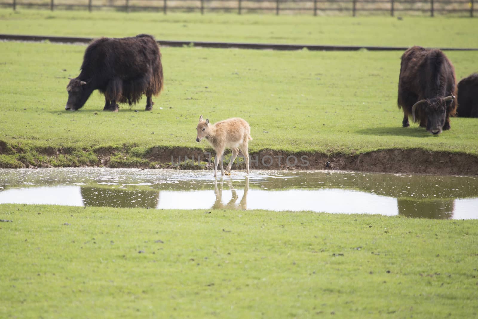 Deer walking across water