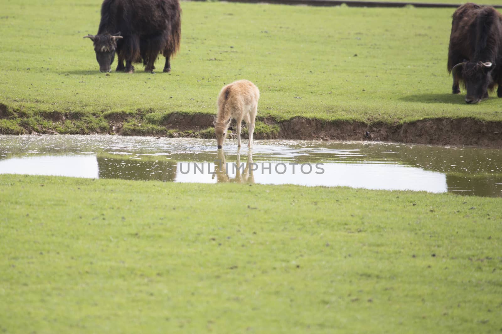 Deer drinking water out of a pond