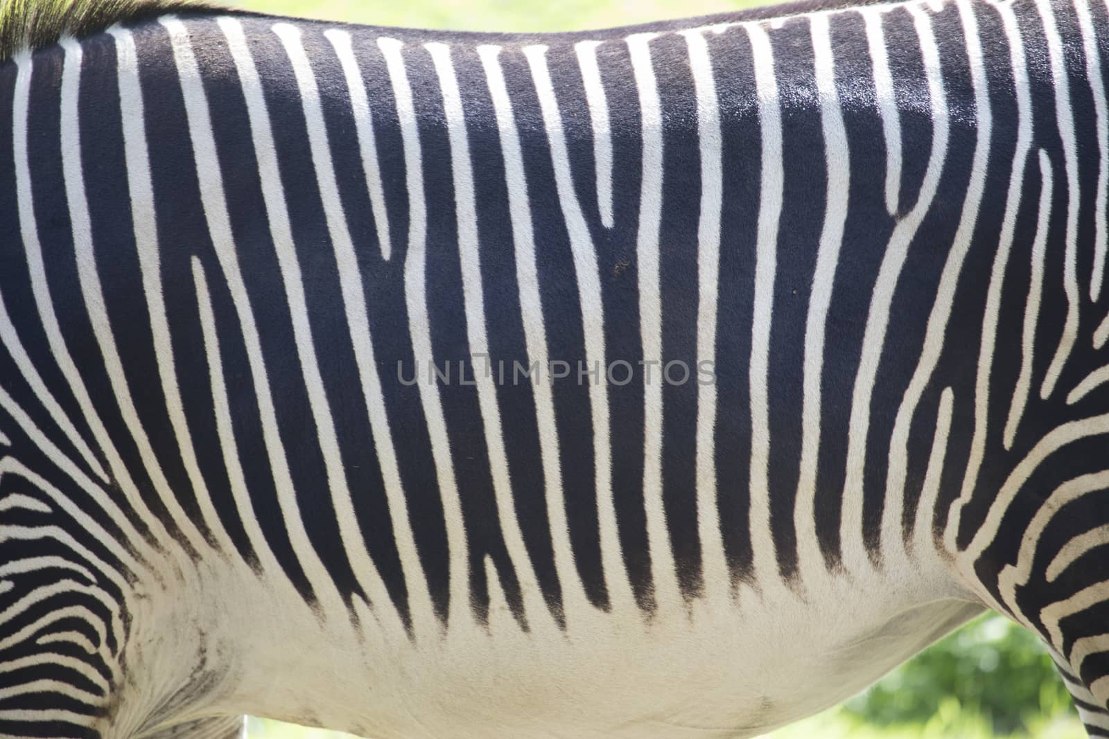 Texture background - Zebra fur