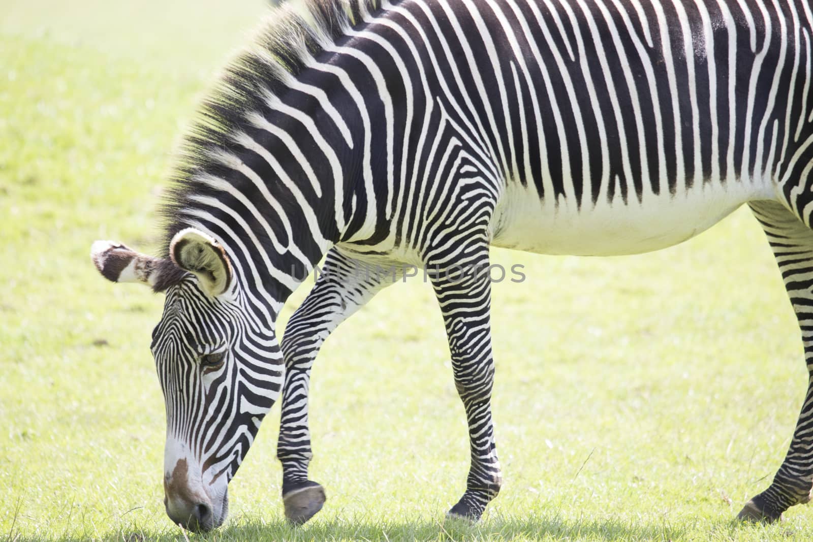 Grazing Zebra by mattkusb