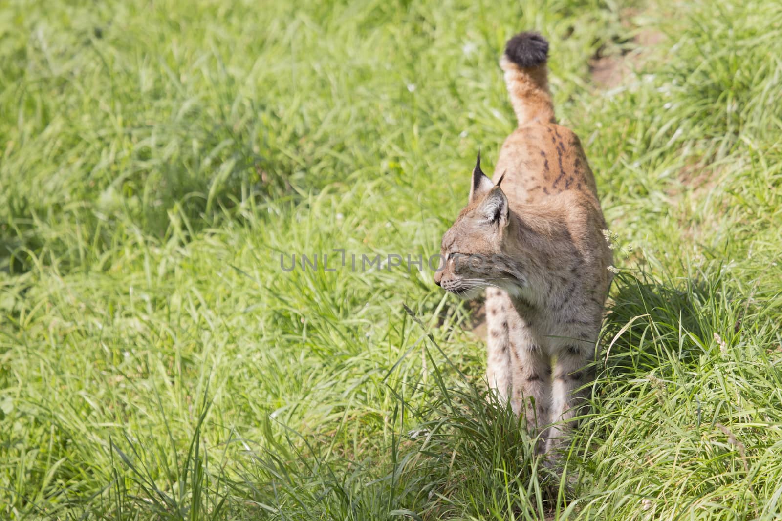 European Lynx by mattkusb