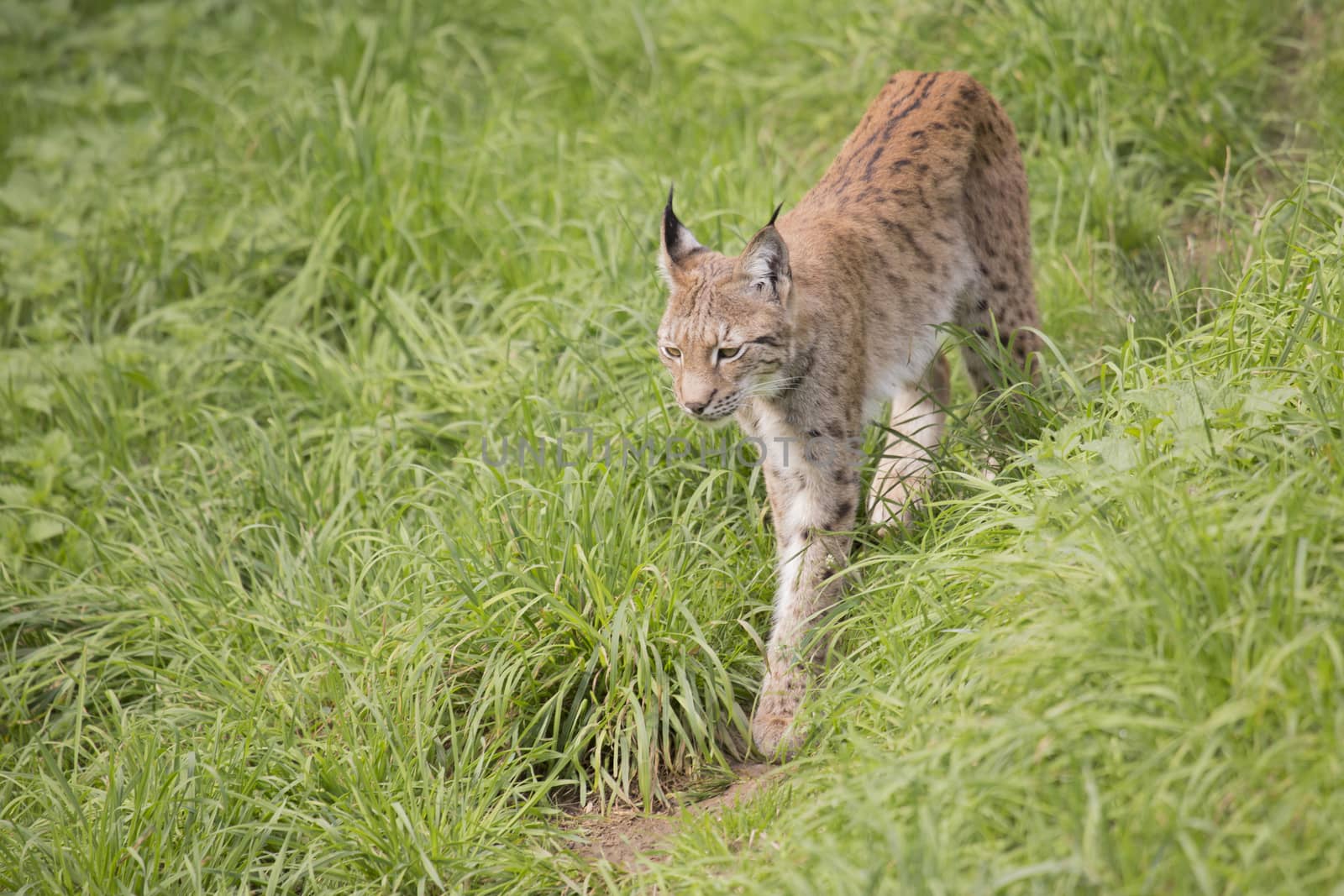 European Lynx walks through long grass